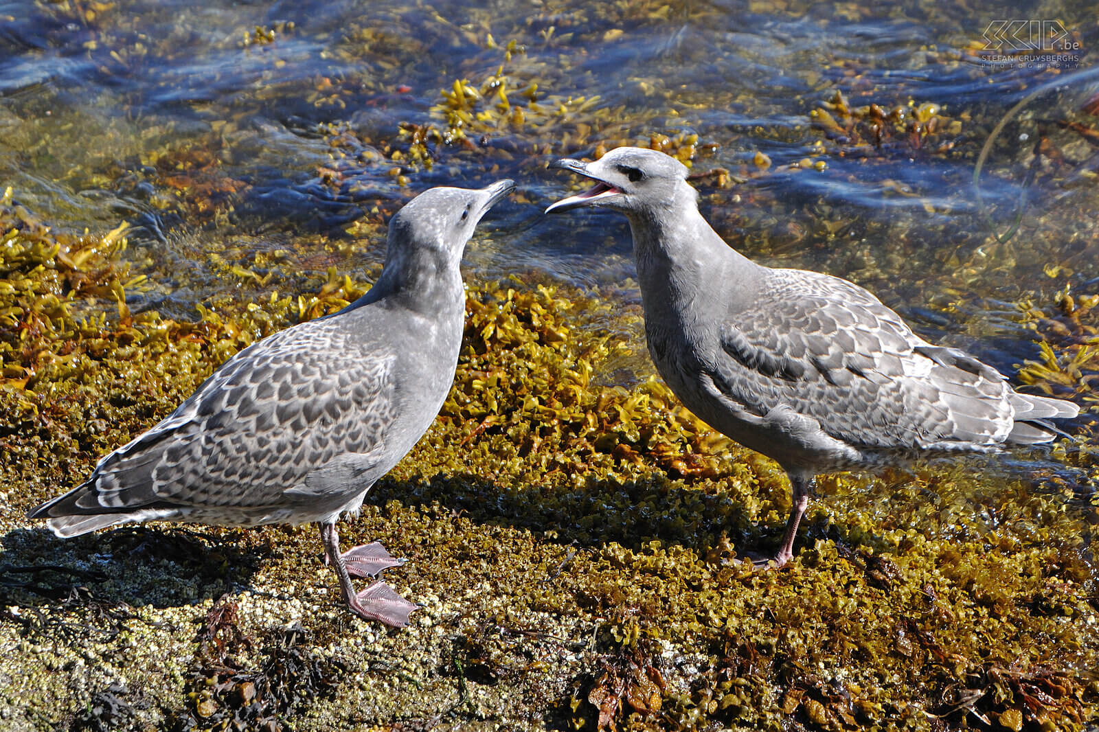 Nanaimo - Sea gulls  Stefan Cruysberghs